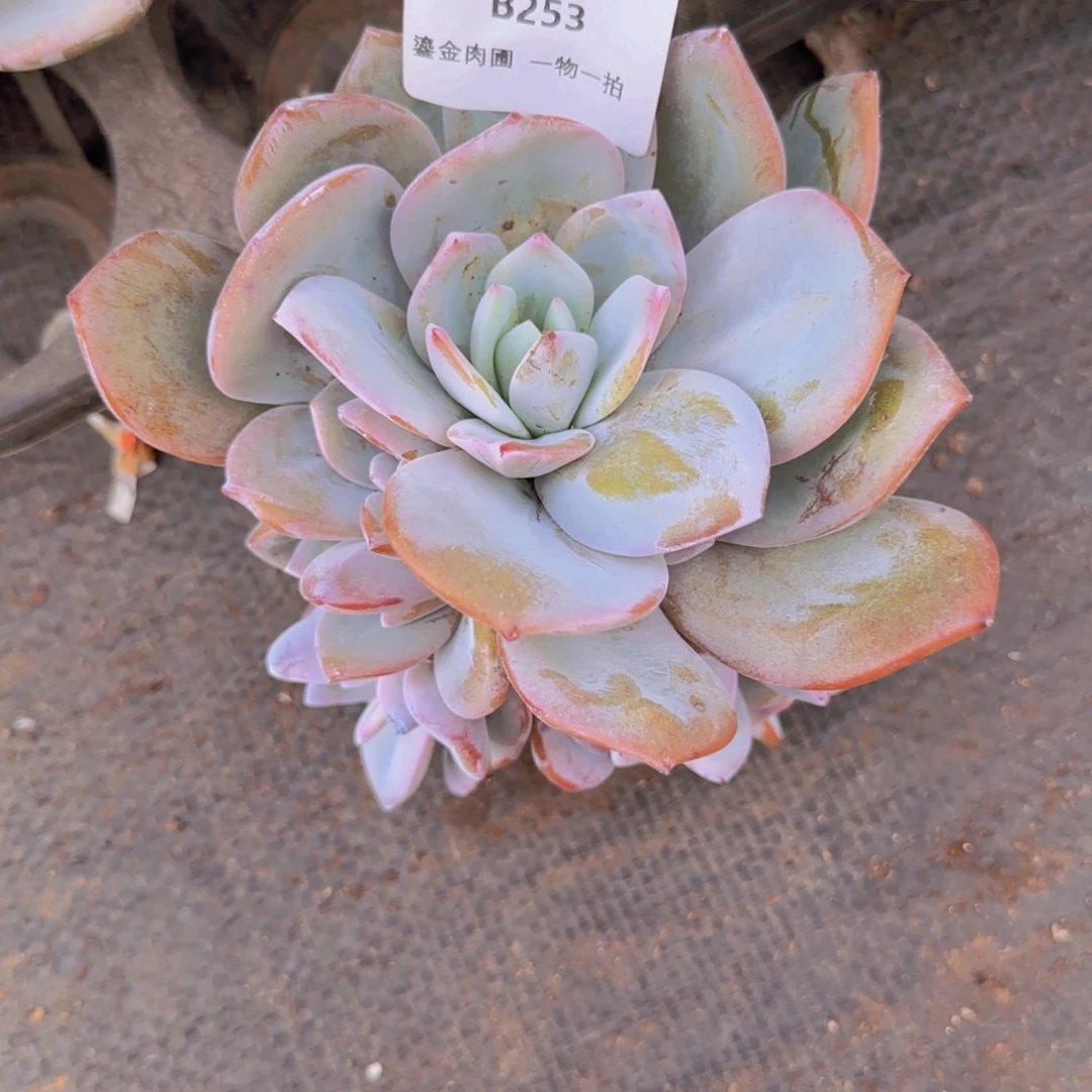 @***木B253奶茶群生
