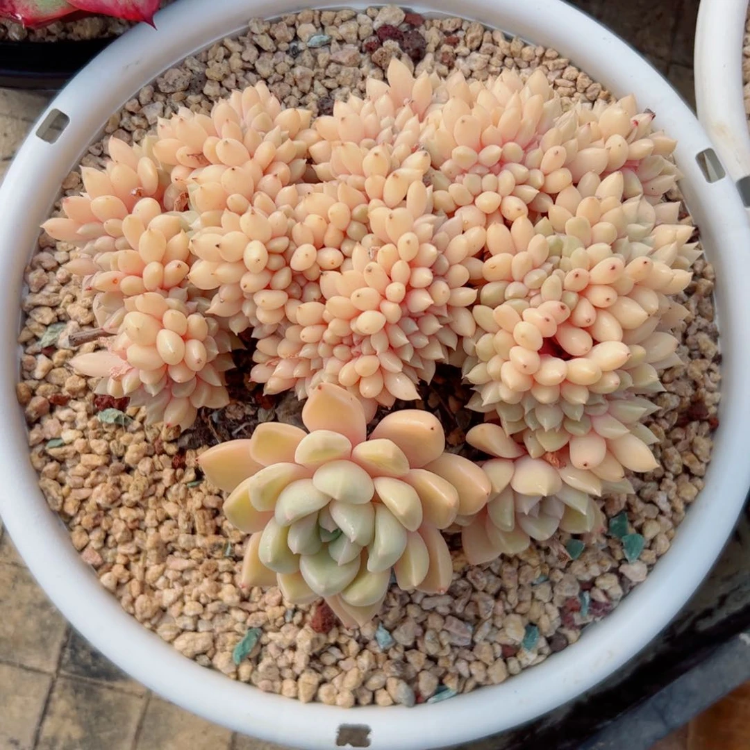 时****✰多肉植物多肉植物