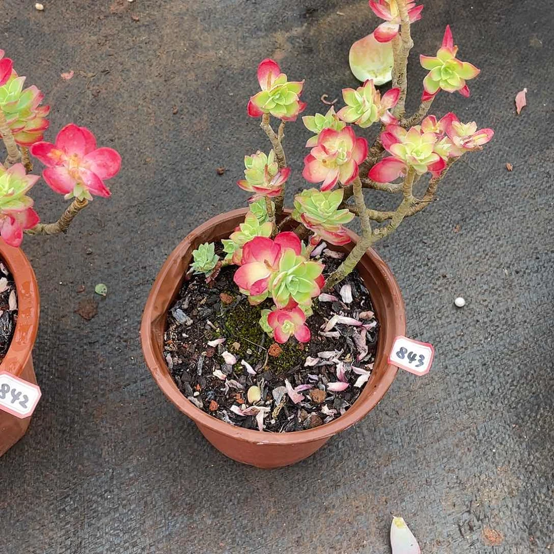 843薄化妆 一物一拍多肉