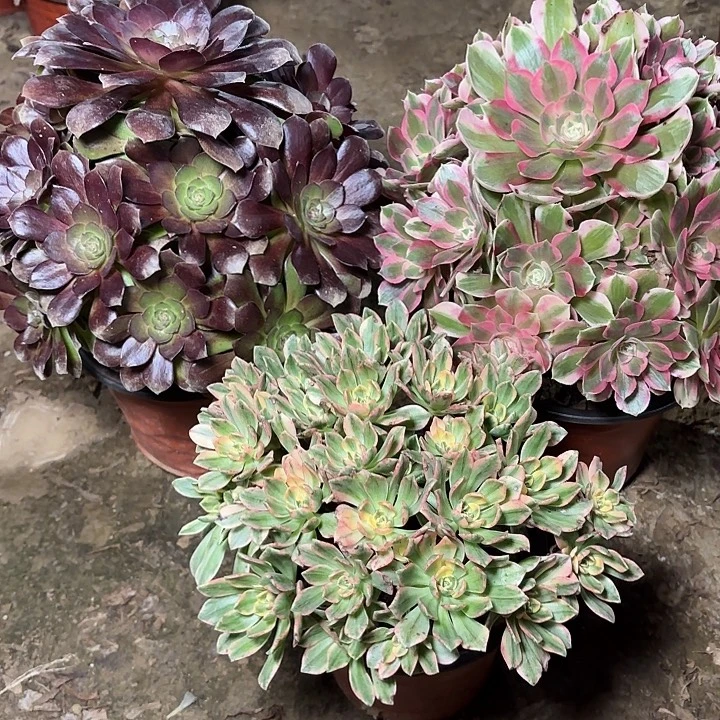 多肉植物法师3颗7