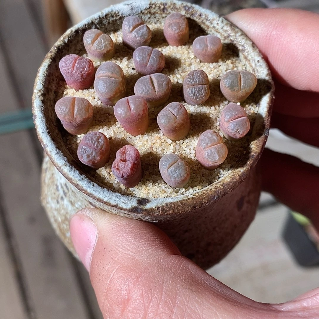 一组三颗白花c10风铃。