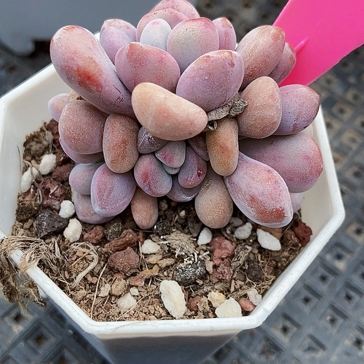 多肉植物粉兔75多肉