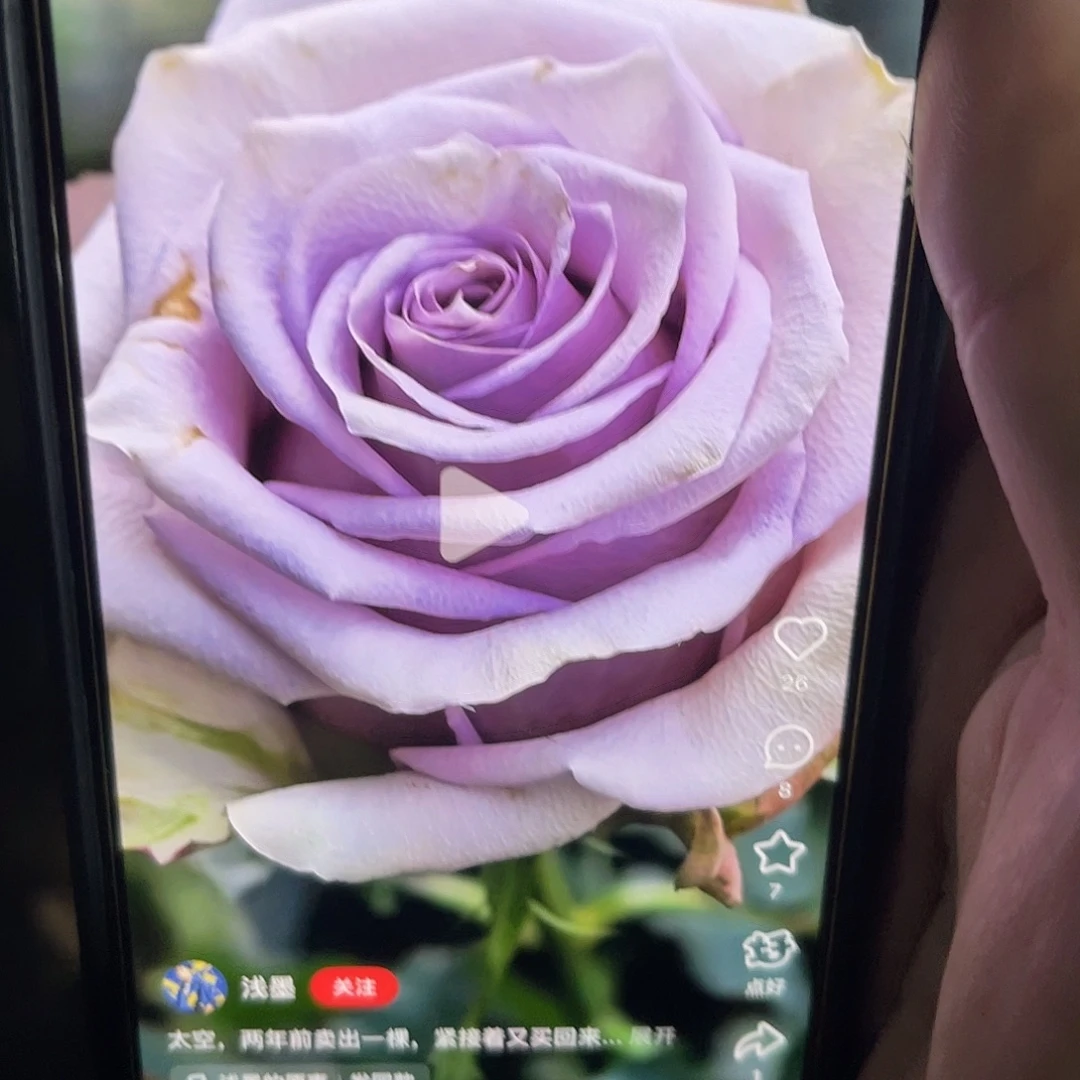 无花朵——-太空 月季