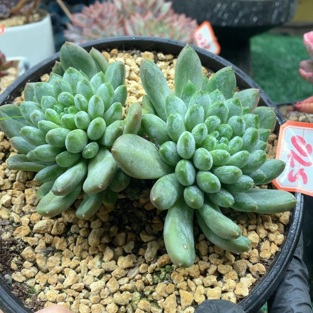025 一物一拍28包邮非偏远