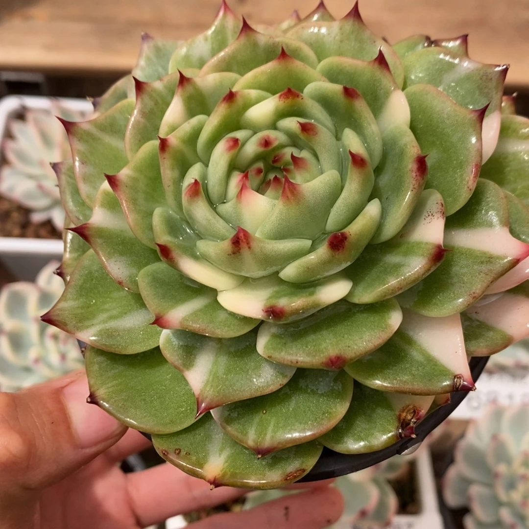 吉娃娃锦多肉植物6908