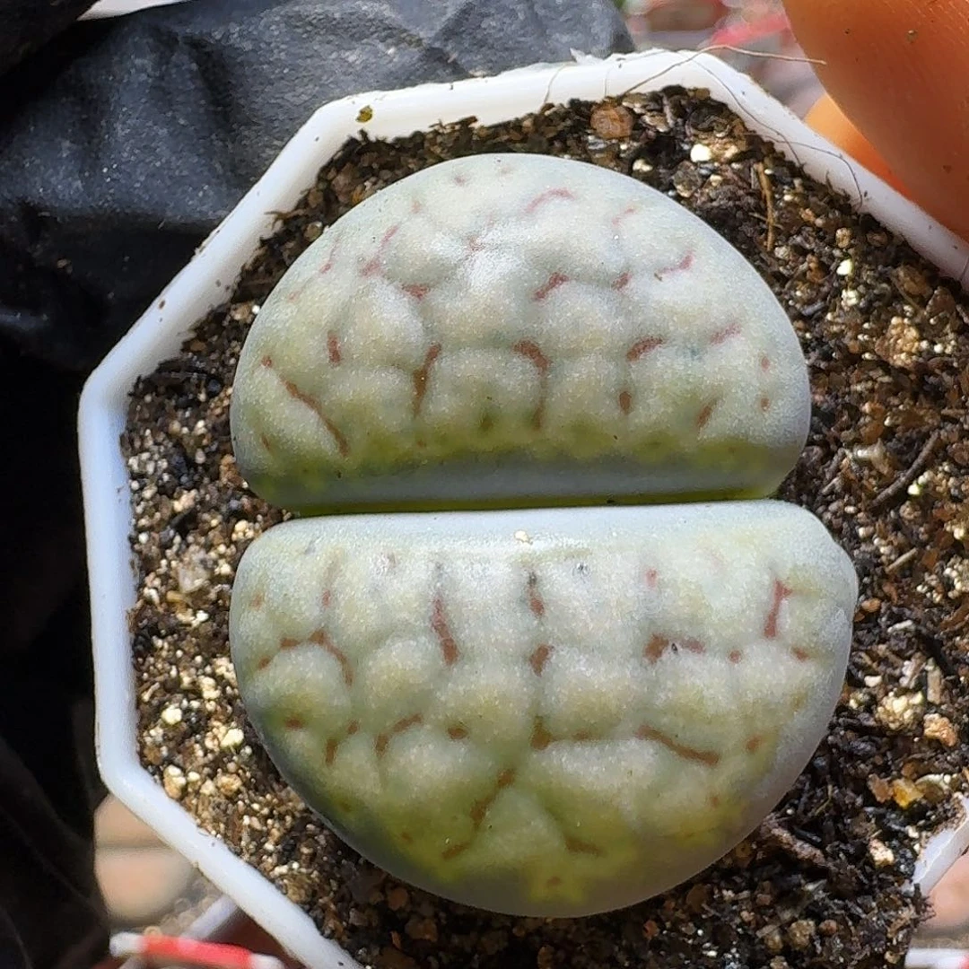 生石花23:：：：。   60