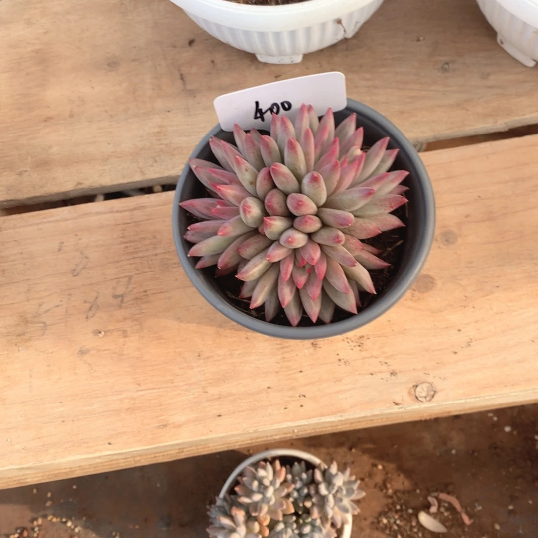 多肉植物多肉植物400号
