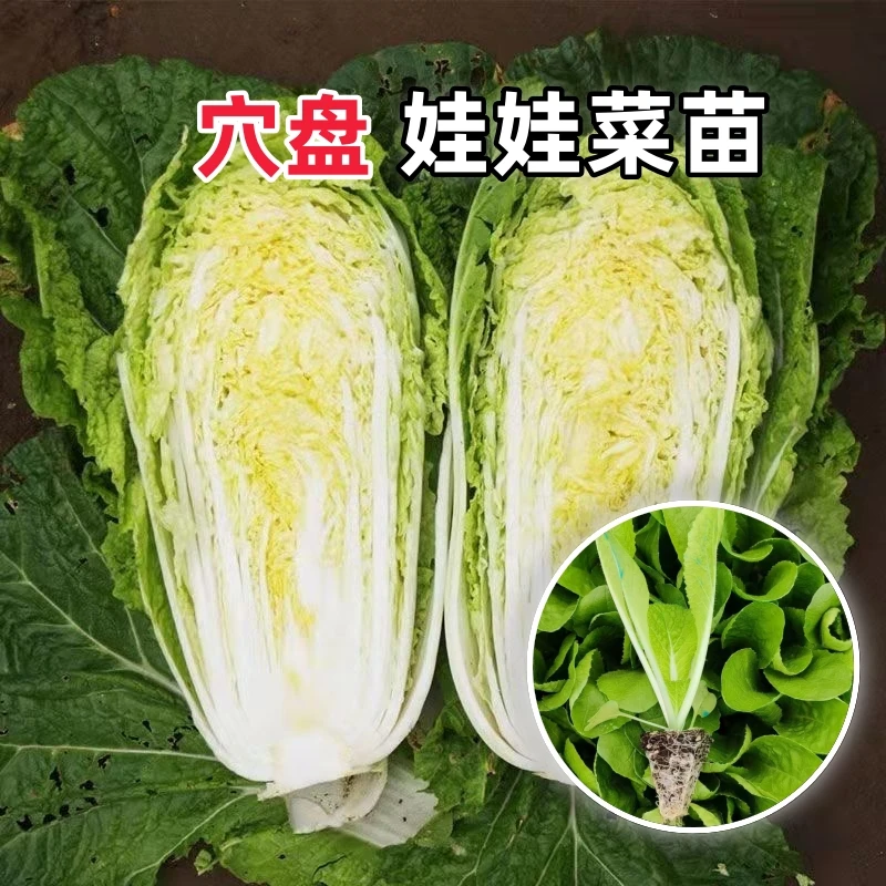 黄心娃娃菜秧苗正宗包心金娃娃菜苗大娃娃蔬菜苗阳台庭院种植
