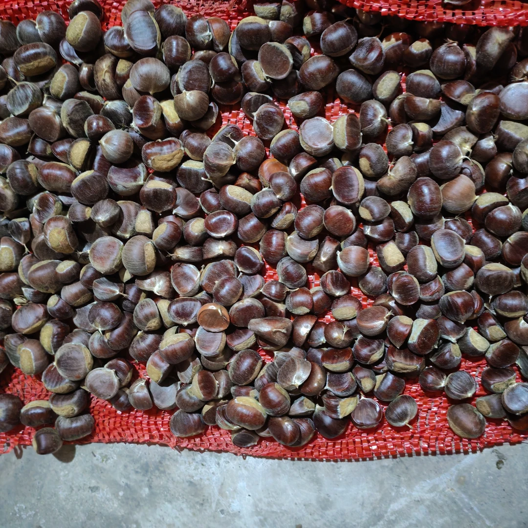 湖南麻阳本地深山油板栗小颗粒，自然脱落 ，香甜好吃，大小混发