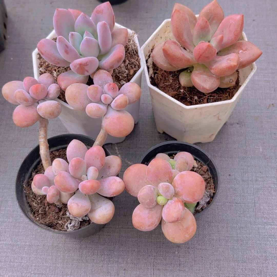 桃蛋。洛神。 桃花源。奥普