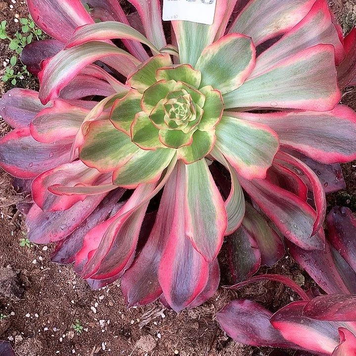 多肉法师法师多肉258