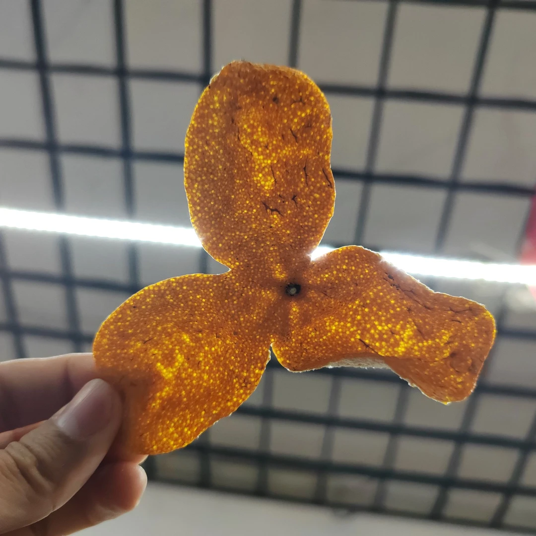 2025冬后满天星大红皮（30+珍藏级别）