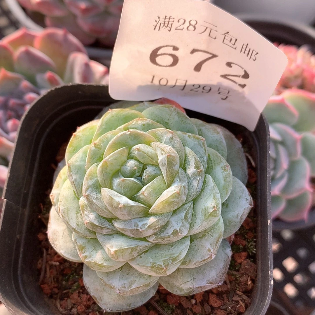 【闪购商品】云672号