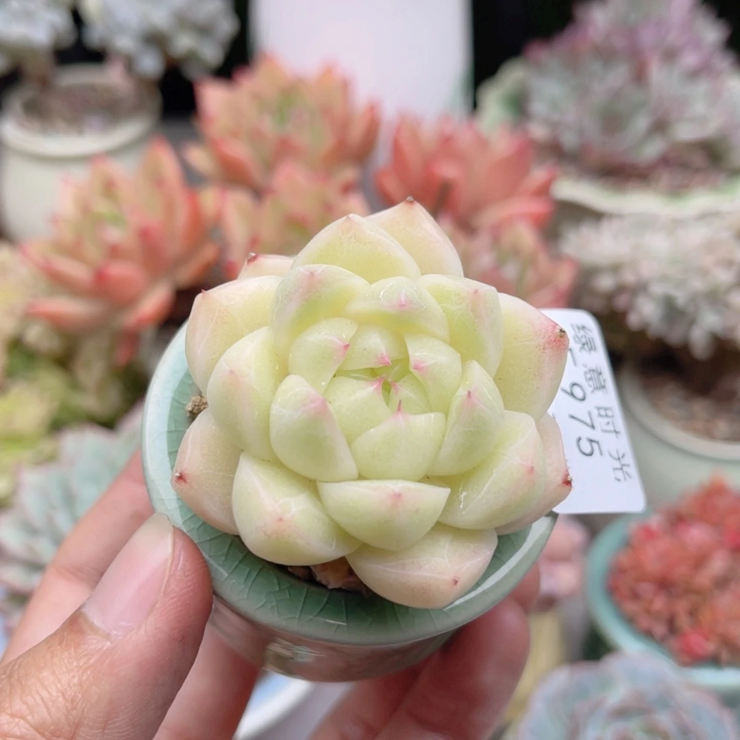 975 珍妮麦秆 带陶瓷盆发货 一物一拍