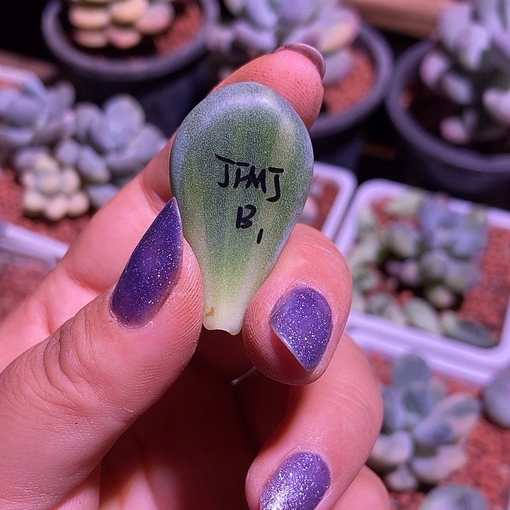 ****福加菲猫锦多肉植物多肉