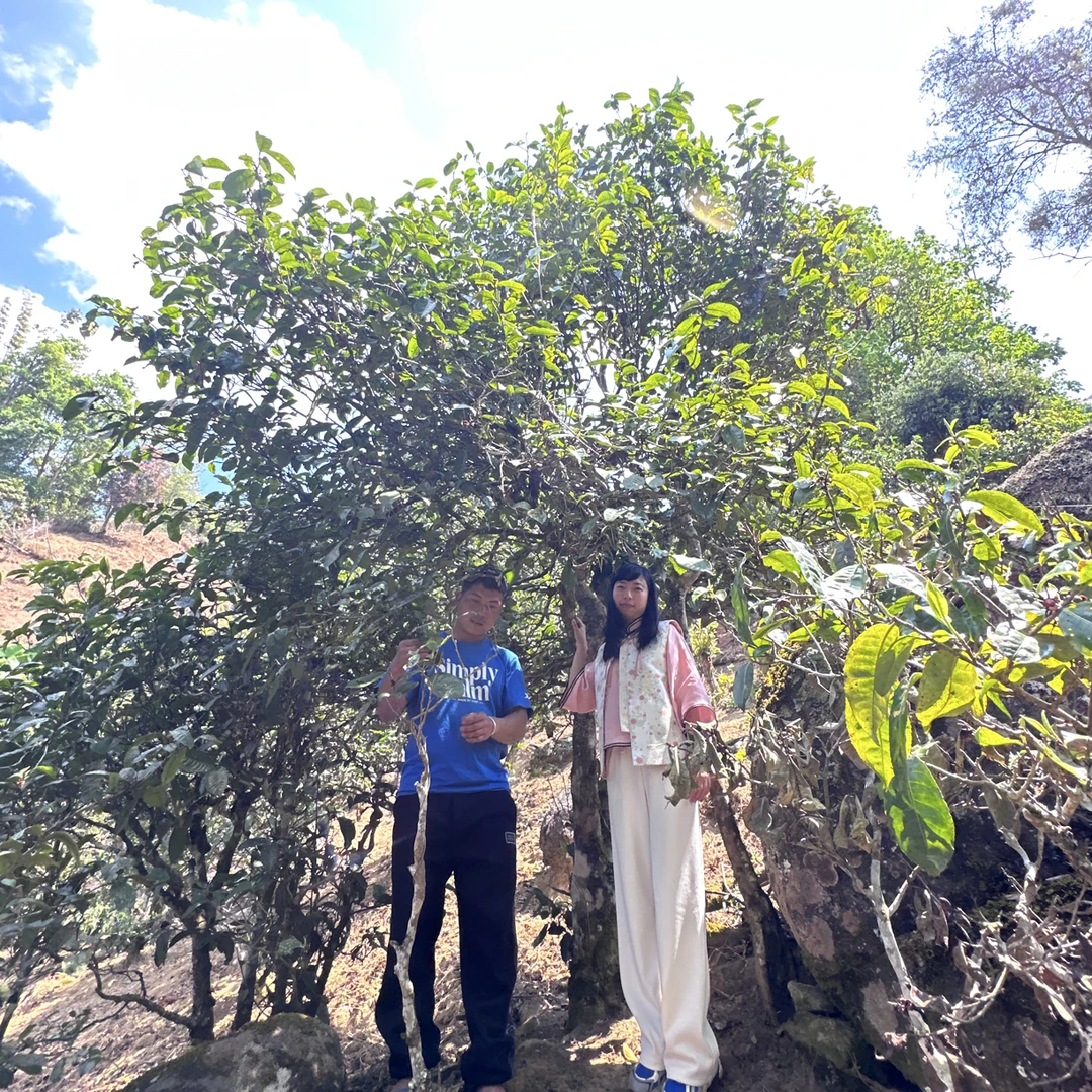 2025年那卡头春纯料古树挑采 普洱茶（生茶）散茶