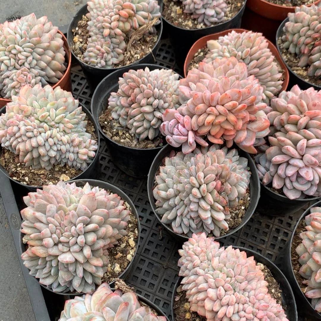 雪天使缀化 随机 售后范围：签收起7天内，录开箱视频