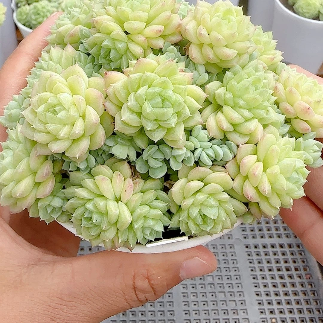 【闪购商品】0919-43（fm-8-2）