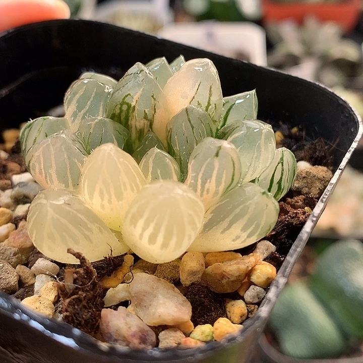 17om玉露锦一物一拍