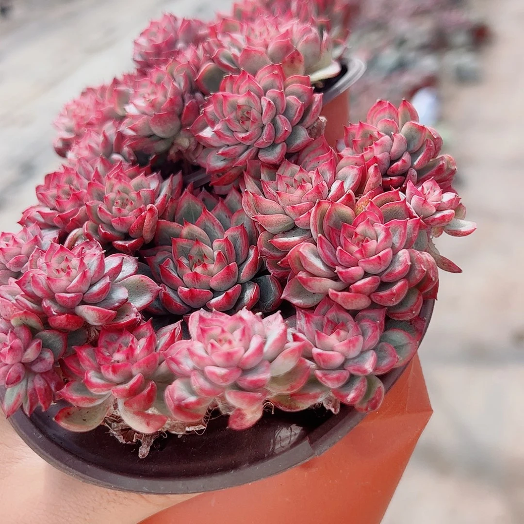 小叶女雏多头造型精品特价