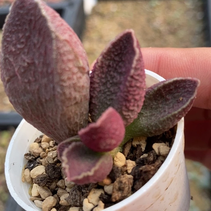 2273猪肝水泡一颗