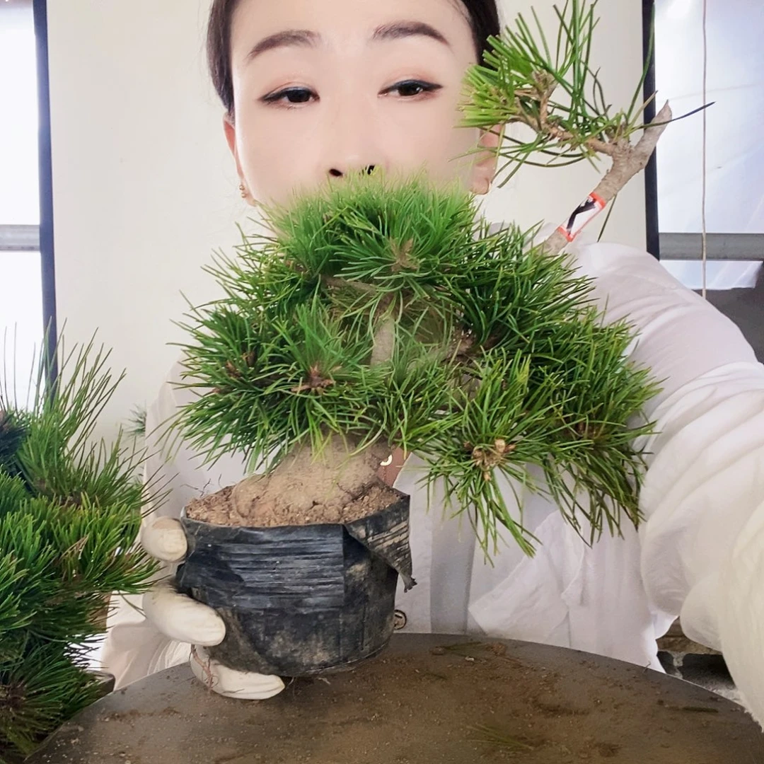 无花朵植物形态多年生草本