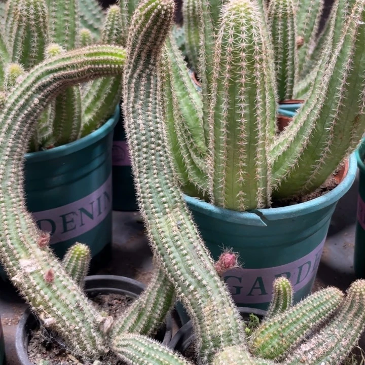 自根新品白檀伊迪丝带崽