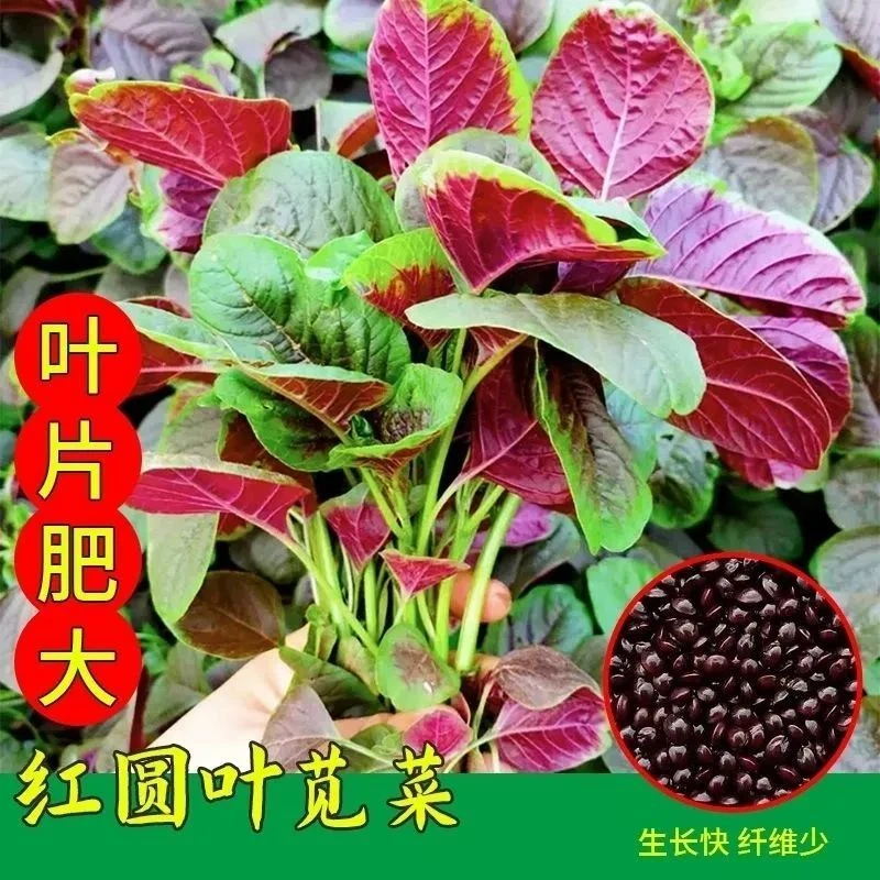 【今年新种子】红叶苋菜种籽正宗红叶菜四季播耐热阳台盆栽蔬菜种子