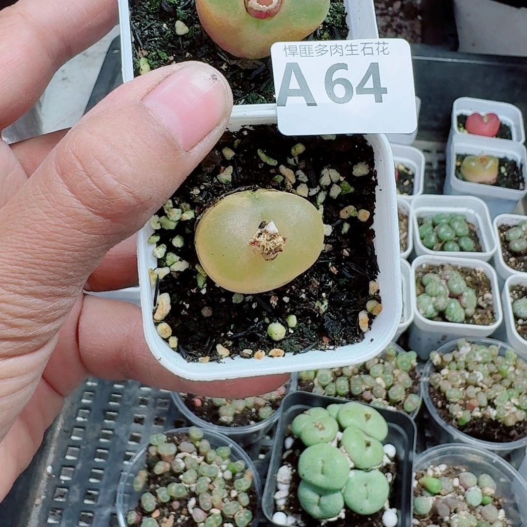 64多肉植物多肉植物