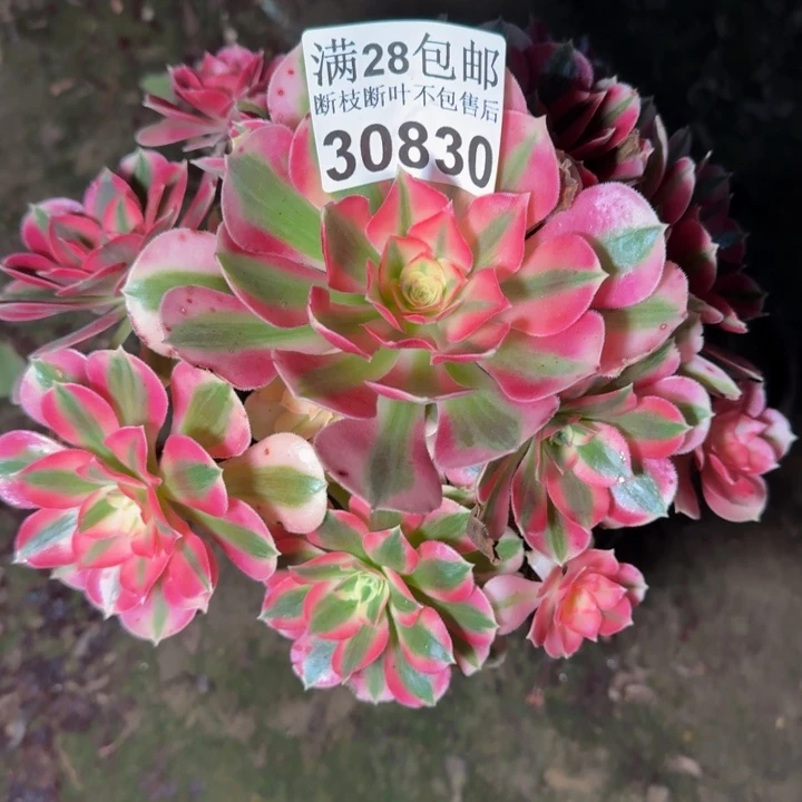 30830女巫多肉植物