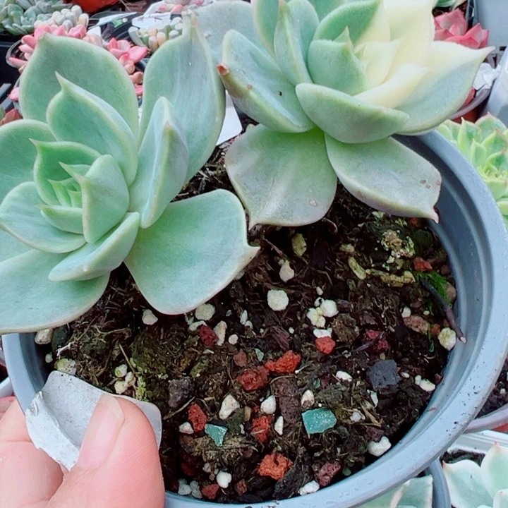 贝加尔湖锦多肉植物
