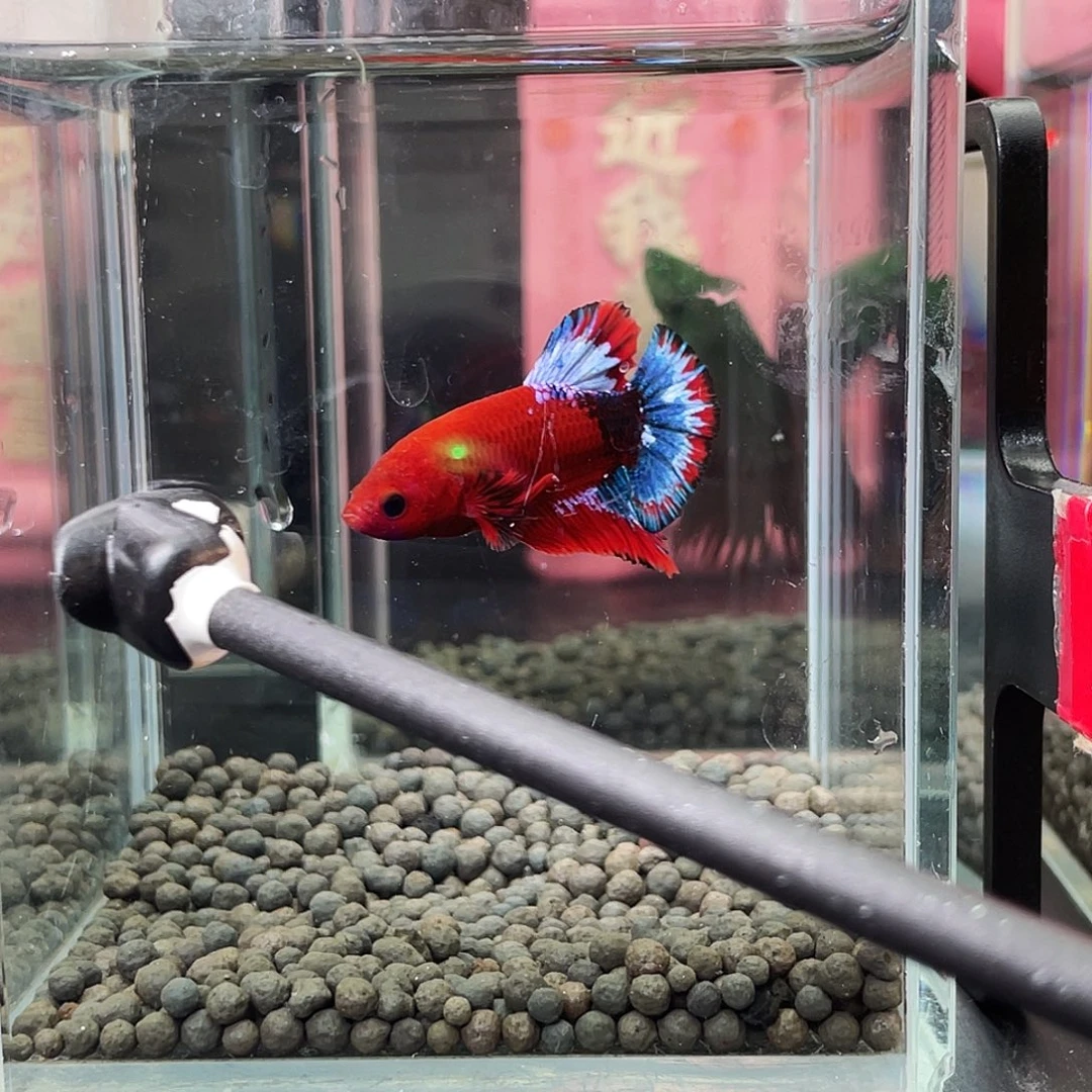 斗鱼68号95晚红肉