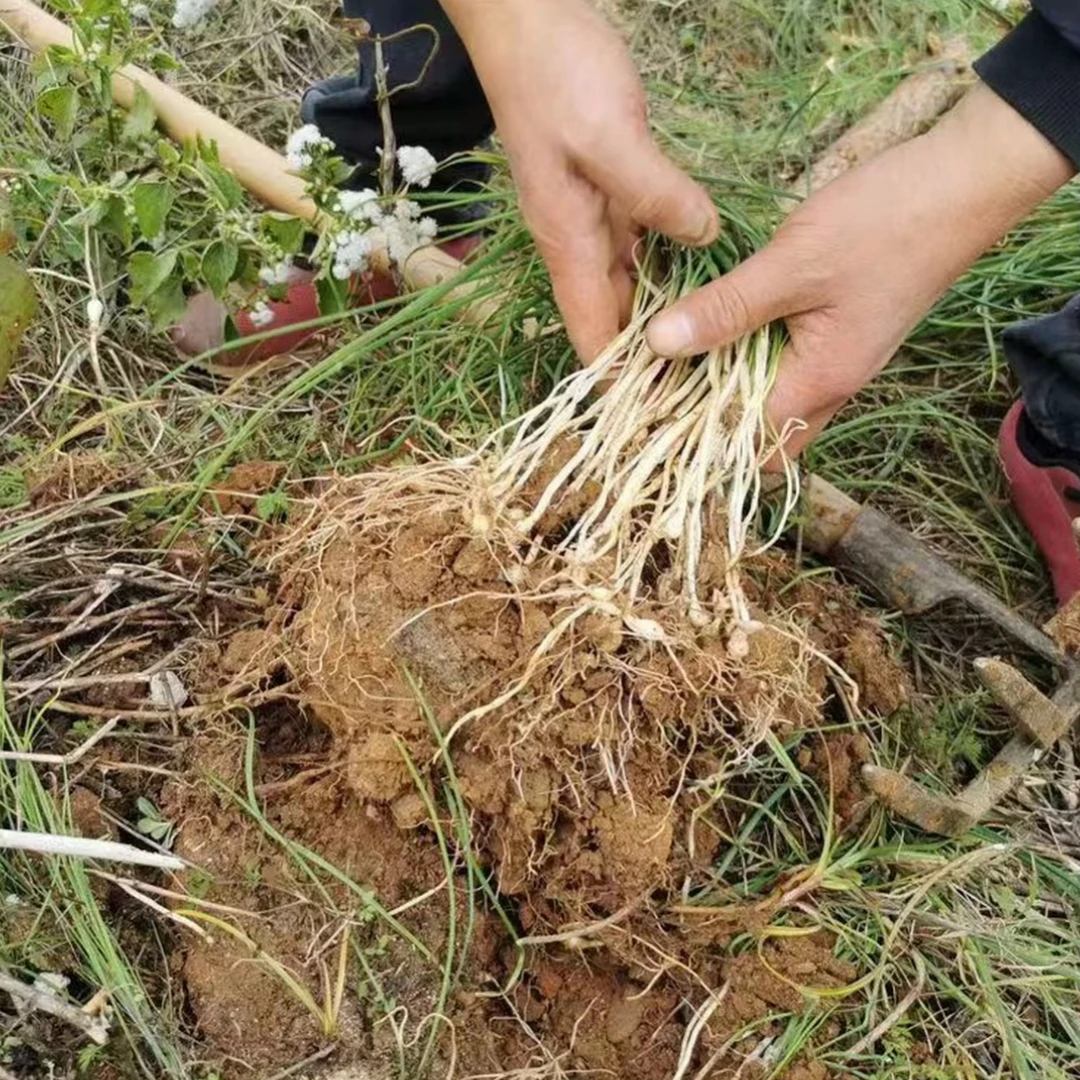 湘西野葱新鲜现挖