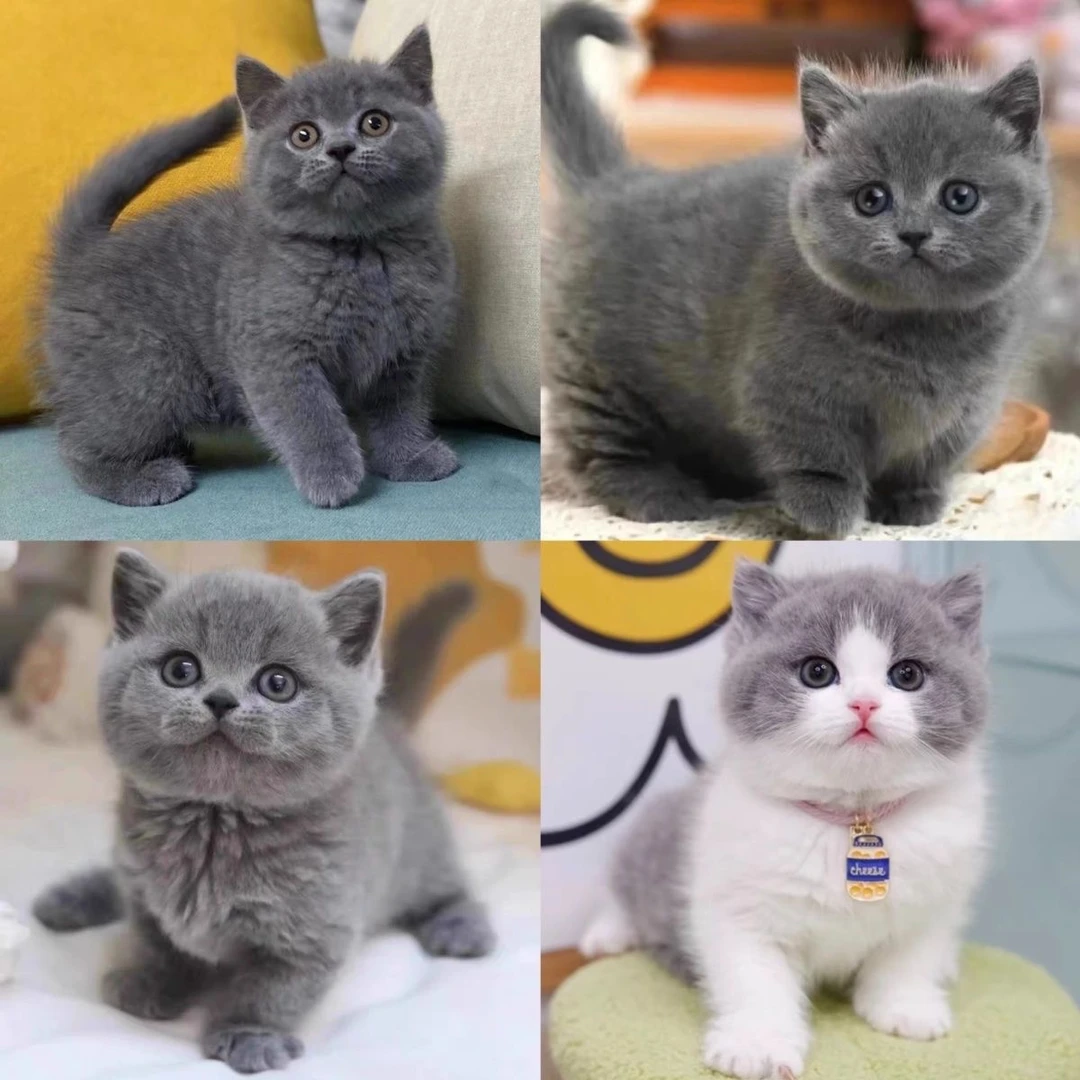 猫咪直播间挑选蓝猫布偶金渐层银渐层