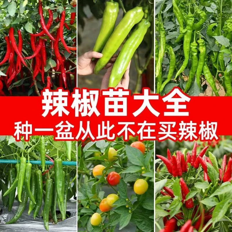 蔬菜大全辣椒苗番茄苗茄子苗特辣微辣盆栽阳台庭院南北方种植带土