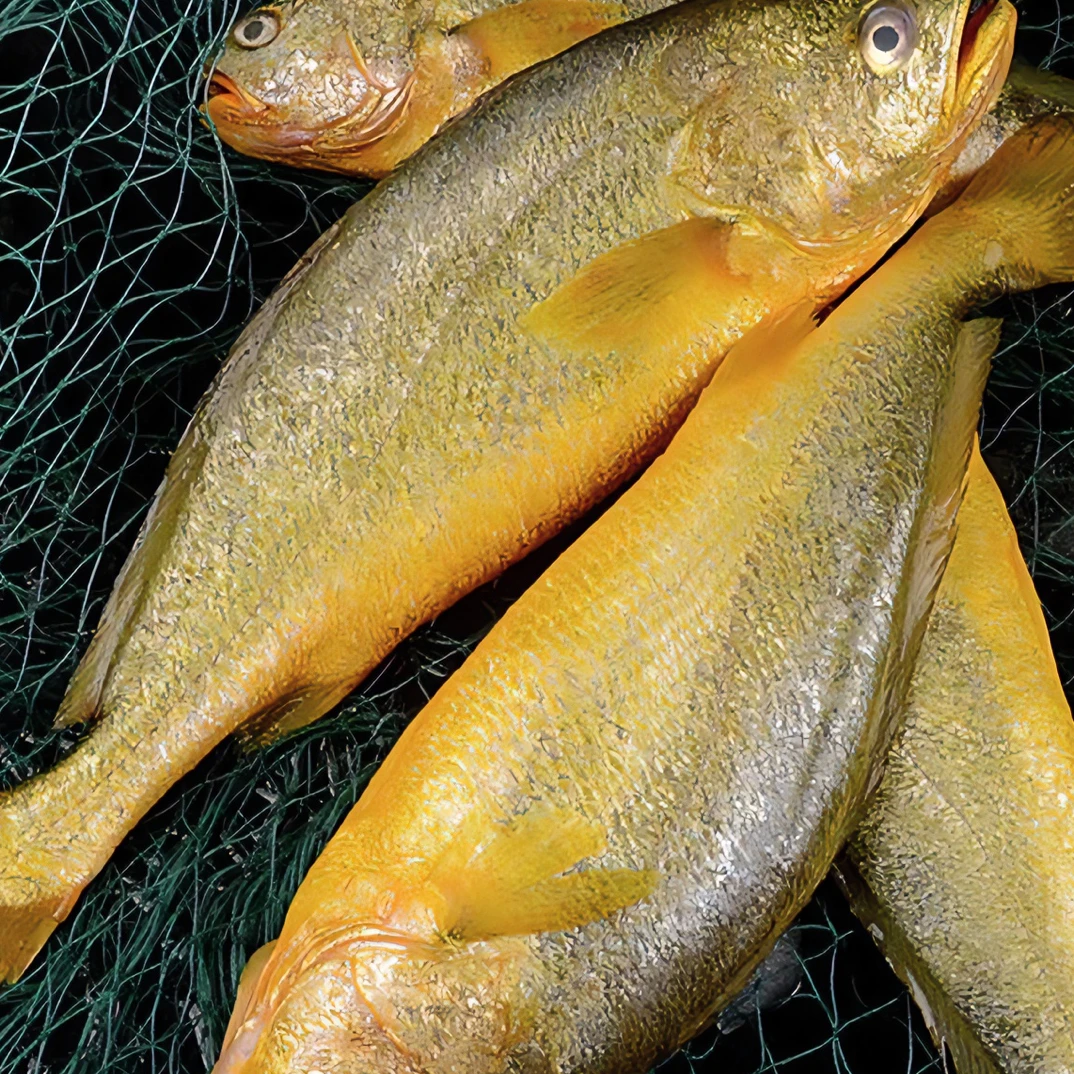 黄花鱼新鲜速冻发货1.3 斤-1.5斤/ 条到手3 大条 顺丰冷链发货