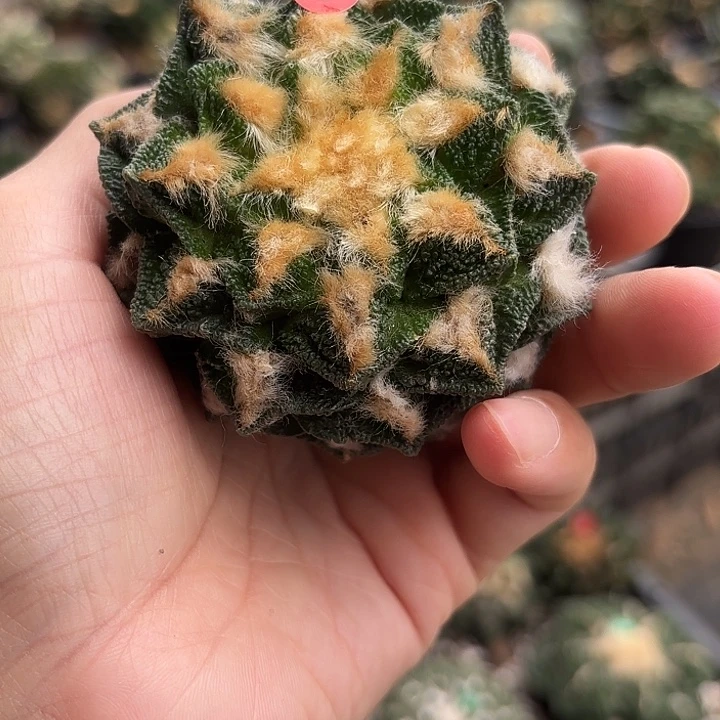 苗接落地仙人球（有根）8