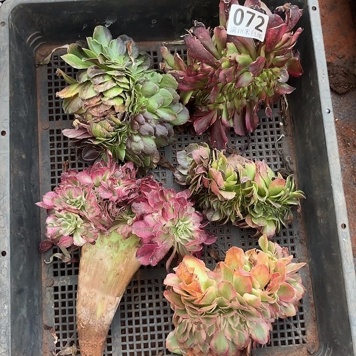 072组合缀化掌心多肉法师锦