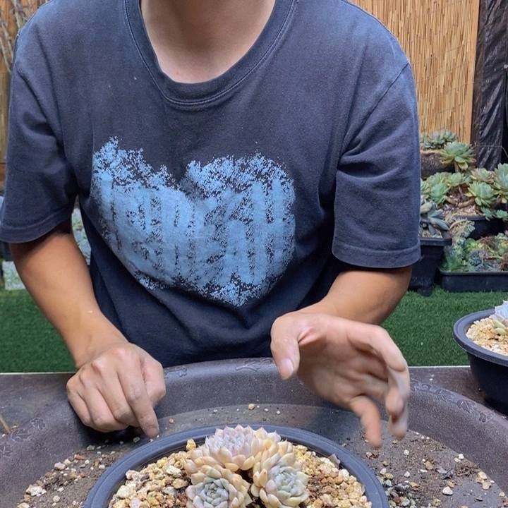 末***末337号多肉植物多肉植物
