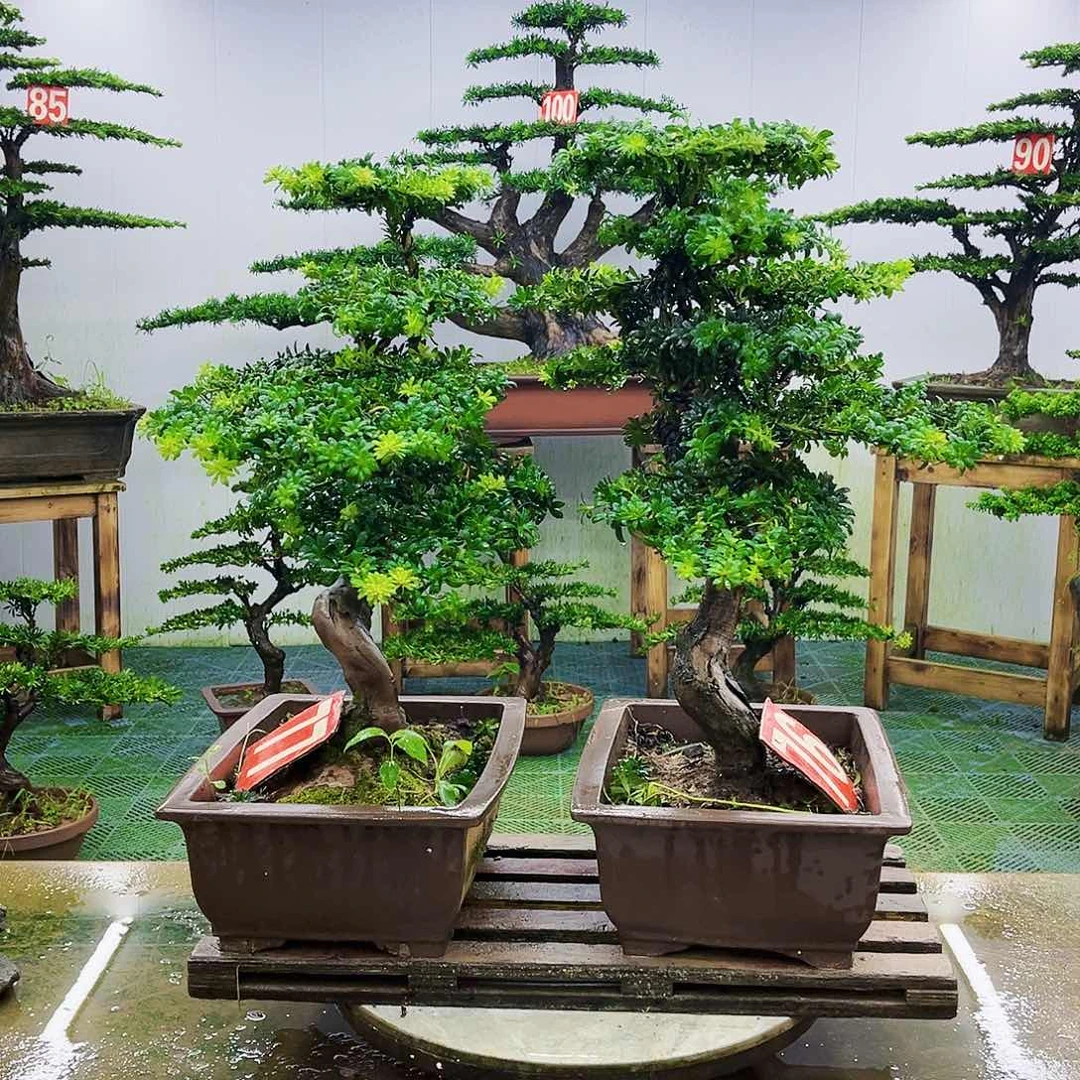 完全开放罗汉松盆景艺术