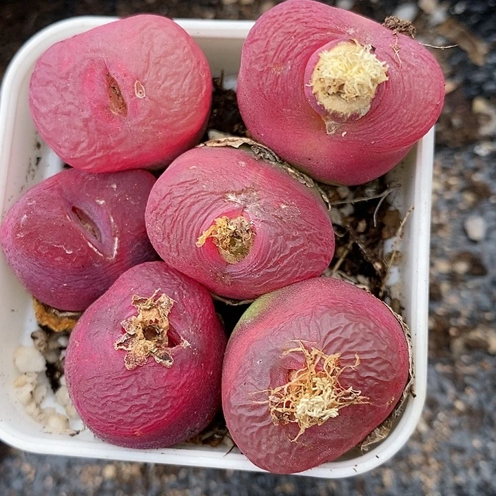 大颗红蟠桃一颗。