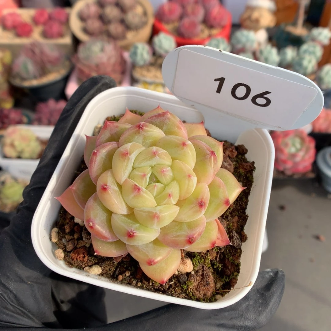 106 钻石珍妮多肉