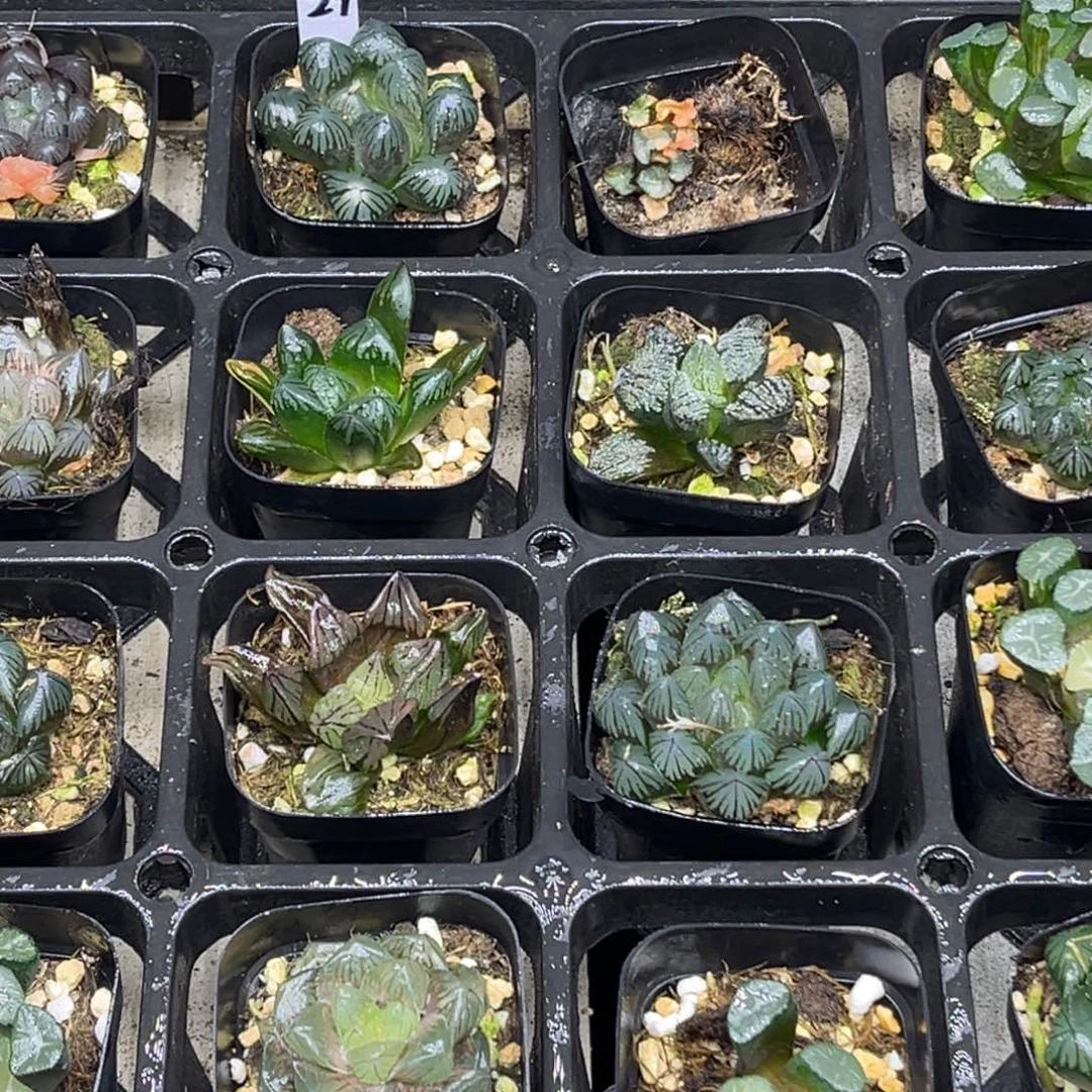 29脱土包邮8颗福利