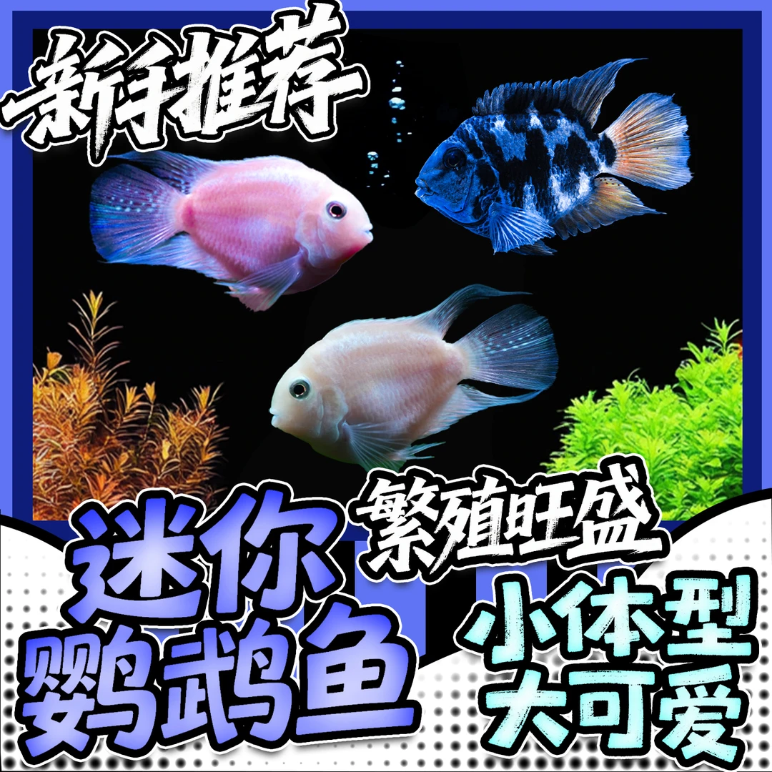 迷你鹦鹉鱼淡水热带观赏鱼苗宝蓝白金种鱼好养耐活易繁殖