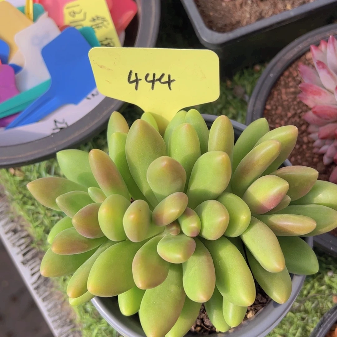 香玉的故事是一个人的故事