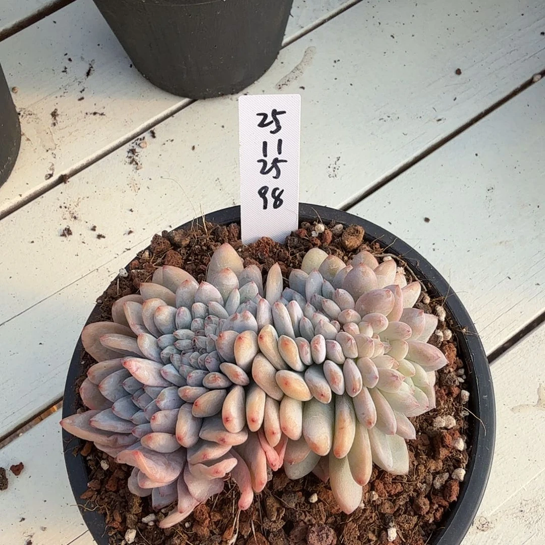 湫***鱼25112518星星雪缀化