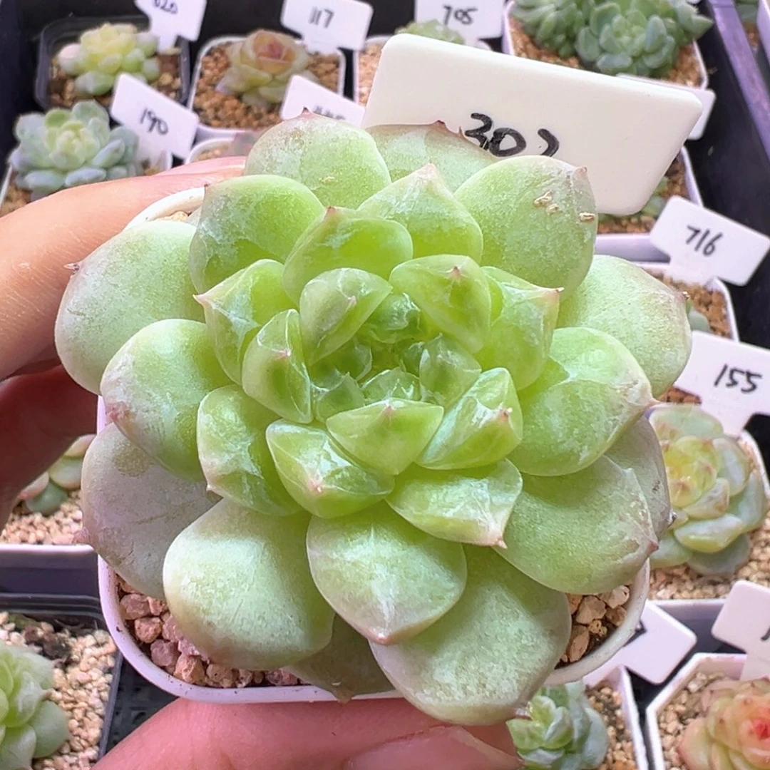 302号冰魄 晗雨多肉