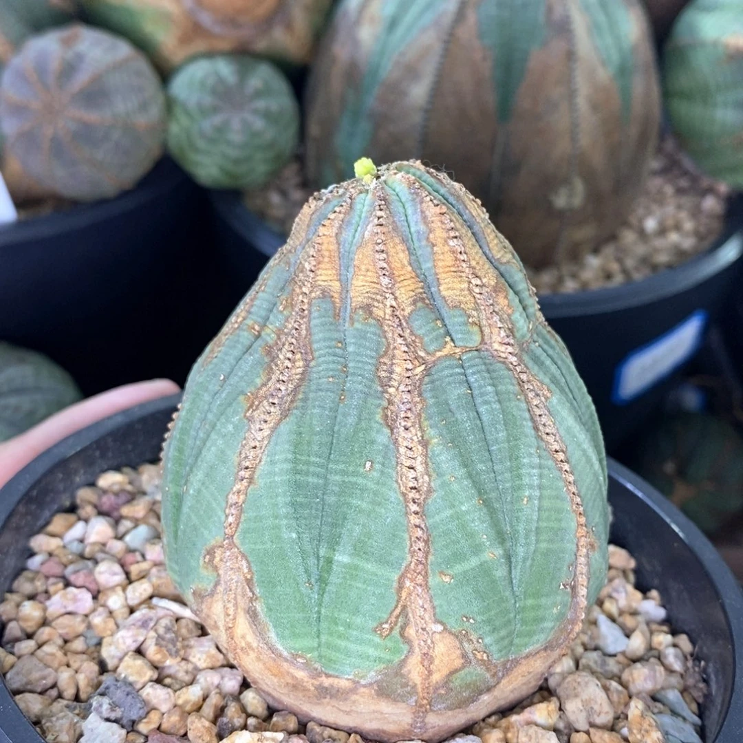 39 欧系实生布纹球多肉植物
