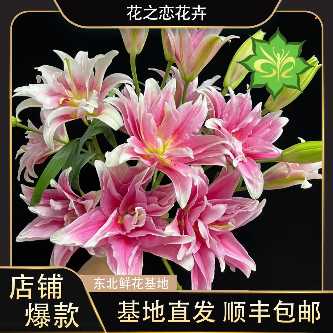 艾琳娜重瓣香水百合   居家办公优选《东北基地发货》