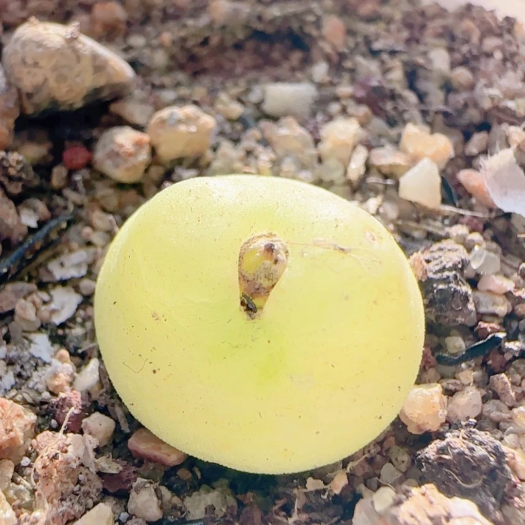 【闪购商品】21652